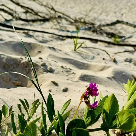 Komfortables An Der Ostseekueste * Sarbinowo